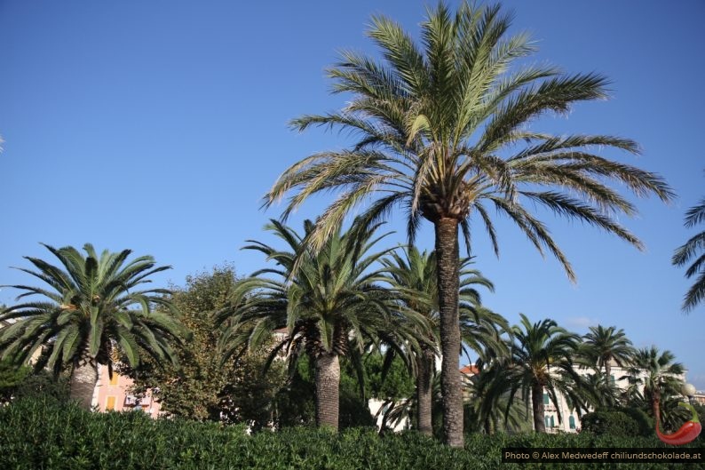 Palmen an der Uferpromenade von Savona