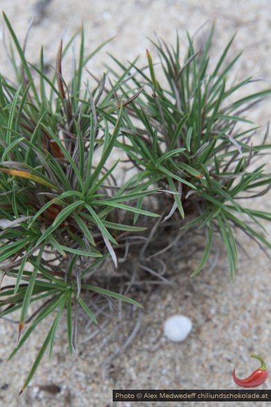 Plante des sables non renseignée