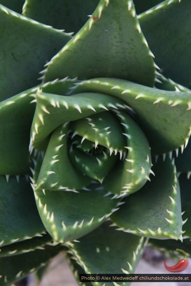 Plante succulente