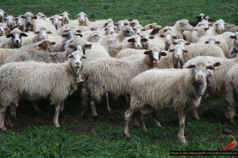 Moutons sardes intéresses et craintifs
