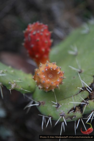 Figues de Barbarie