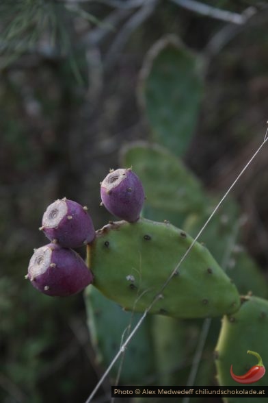 Figues de Barbarie