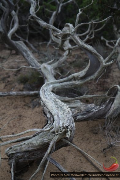 Bois de genévrier mort