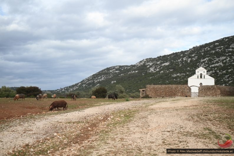 Cochons sauvages et église de San Pietro