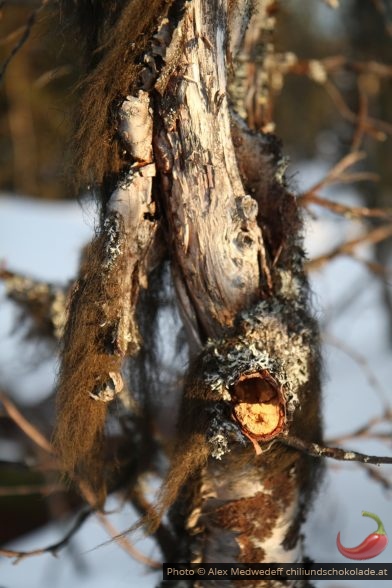 Bois mort avec lichens noirs