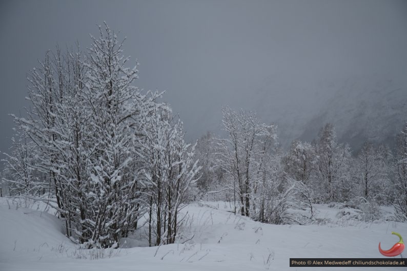 Paysage enneigé