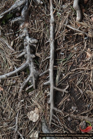 Racines de pin affleurant du sol sur un chemin