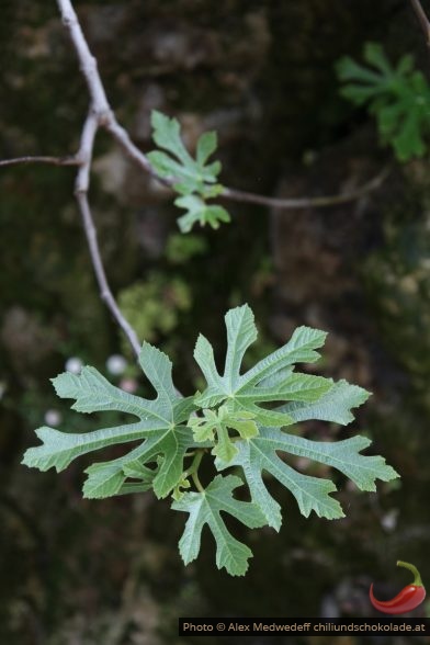 Feuilles de figuier