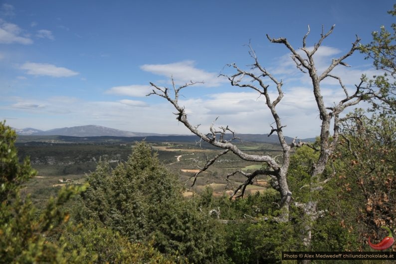 Vue de la marche de l'Escourche