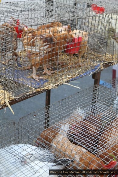 Poulets vendus vivants au marché de Peyrolles-en-Provence