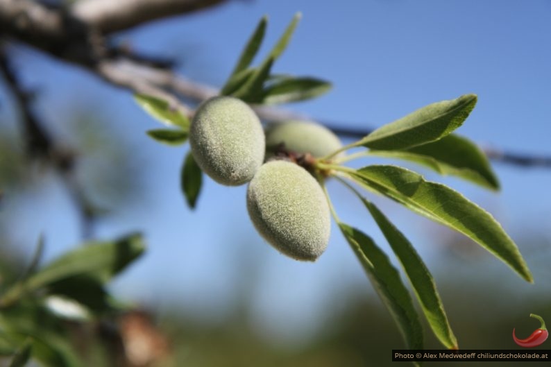 Fruits de l'amandier au mois d'avril