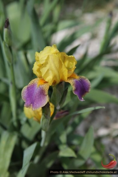 Fleur d'iris hybride jaune-violette