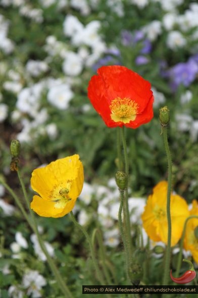 Fleurs de pavot jaunes et rouges