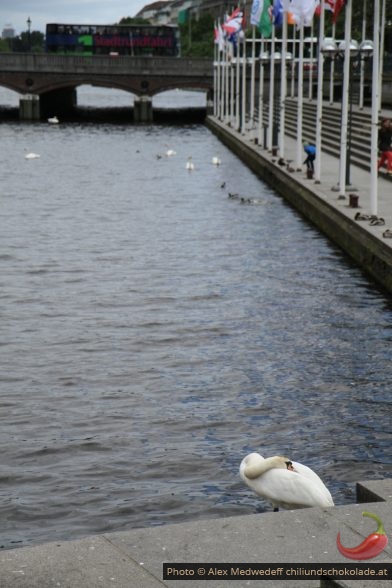 Ruhener Schwan an der Kleinen Alster