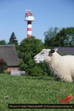 Schaf am Deich vorm Feuer Steindeich