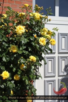 Gelbe Rosen an einer Hauswand