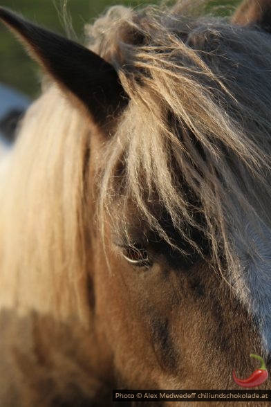 Blonde Fransen eines Ponys