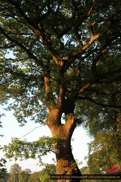 Grosse Stieleiche im Abendlicht