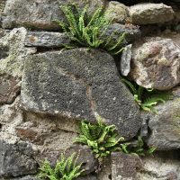 Fougères dans un mur de roches basaltiques