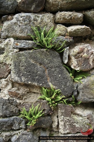 Fougères dans un mur de roches basaltiques