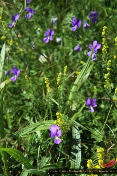 Fleurs violettes