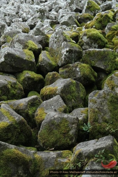 Lichens et mousses sur les blocs du Clapas de Thubiès
