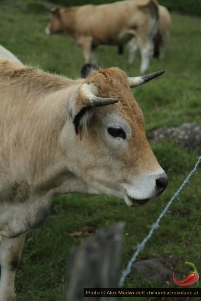 Vaches Aubrac