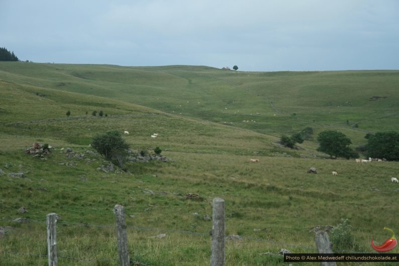 Paysage du plateau d'Aubrac