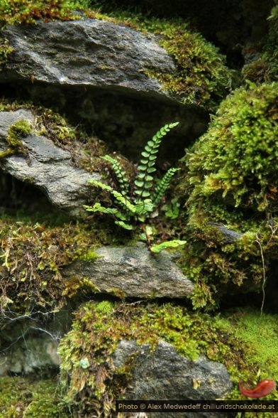 Mur couvert de mousses et d'une fougère