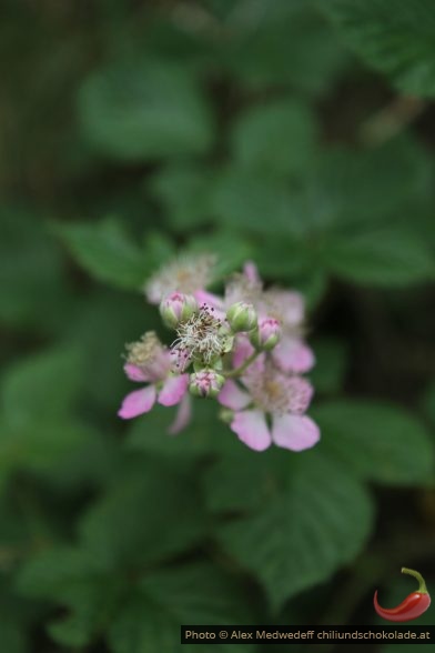 Fleurs de la ronce commune