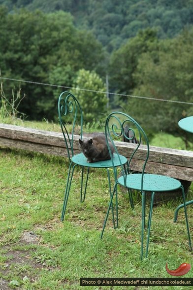 Chat sur une chaise