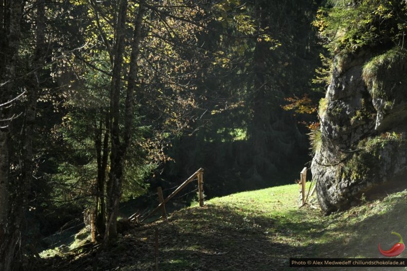 Wirtschaftsweg im Wald mit einfallendem Sonnenlicht