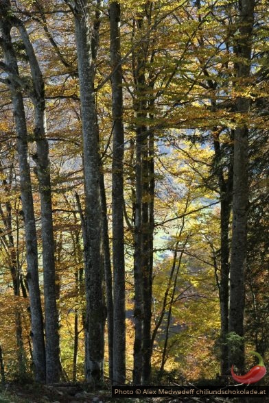 Herbstwald im Gegenlicht