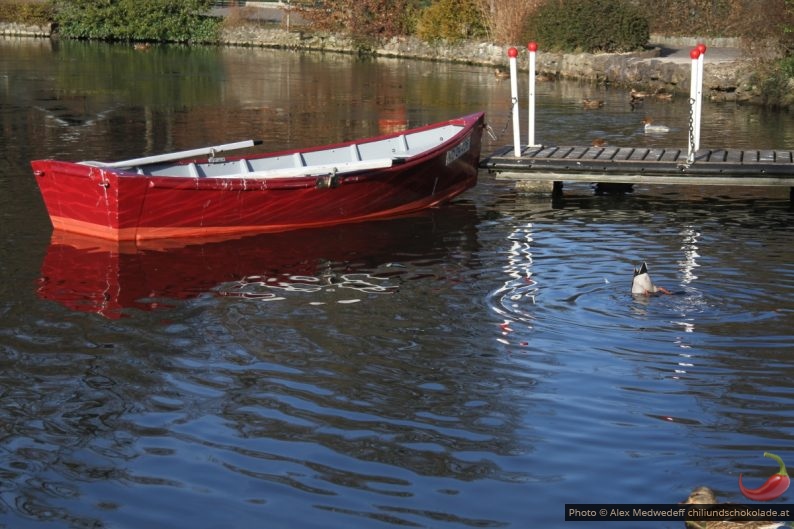 Barque à rames et un canard colvert plongeant