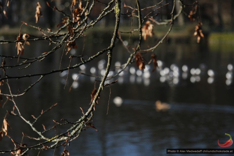 Branche devant le plan d'eau