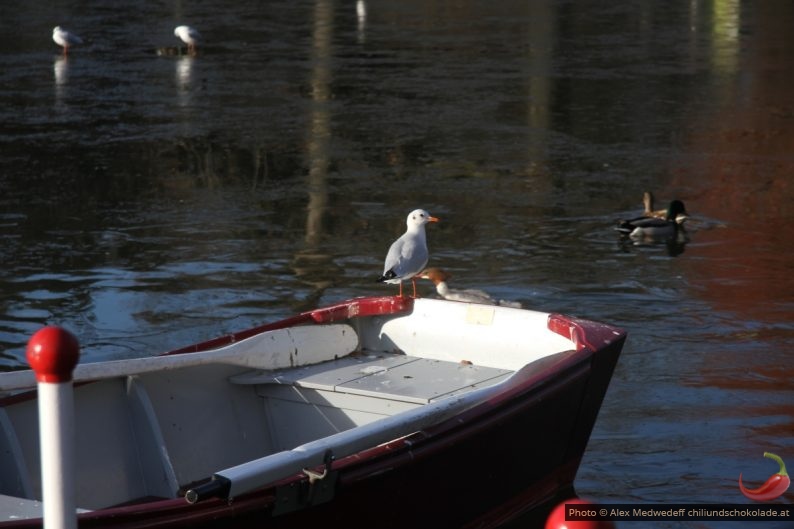 Mouette posée sur une barque