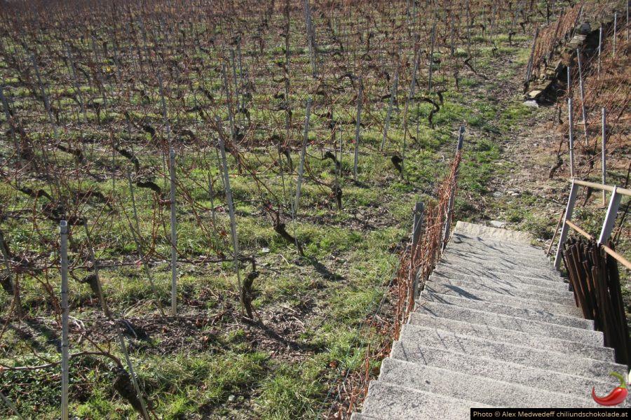 20141226-114551_vignobles_sous_la_localite_d_epesses
