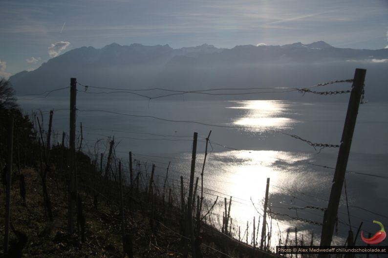 Vignobles raides de Lavaux face au Chablais