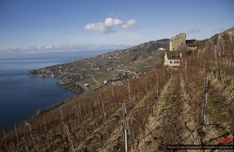 Tour de Marsens dans les vignes de Lavaux