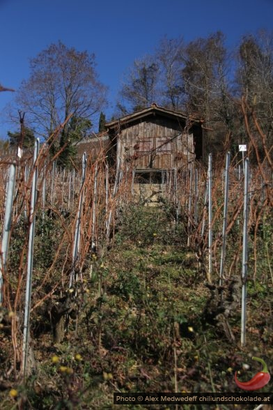 Cabane dans les vignobles