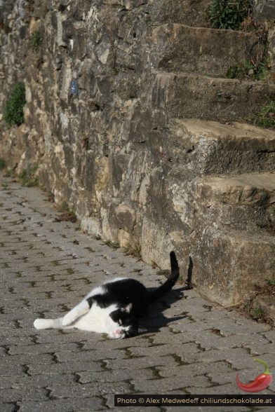 Chat au soleil