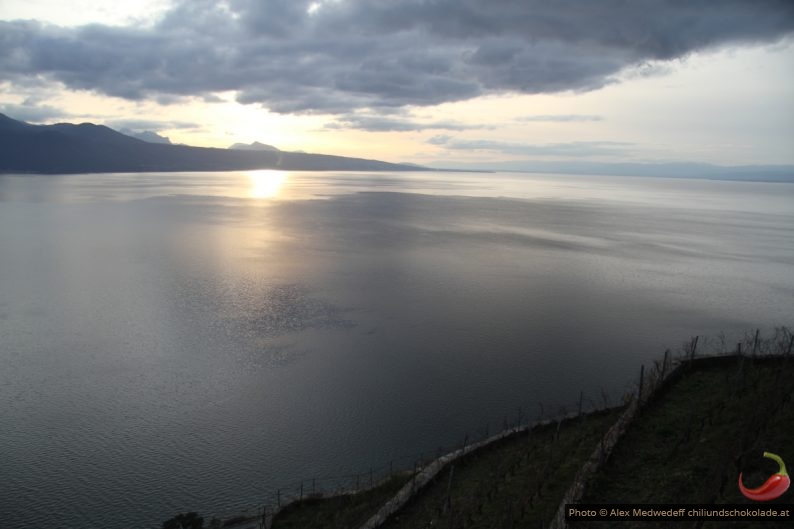 Terrasses du vignoble de Lavaux devant le Lac Léman