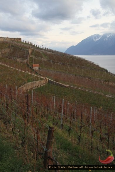 Vignes hors végétation avec plusieurs fils releveurs