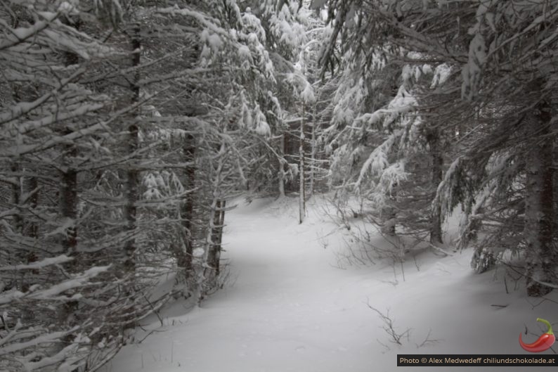 Forêt enneigé