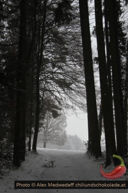 Chemin forestier sous la neige