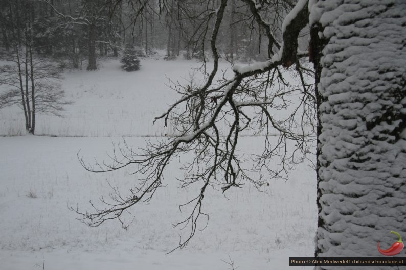 Branche d'un arbre enneigé