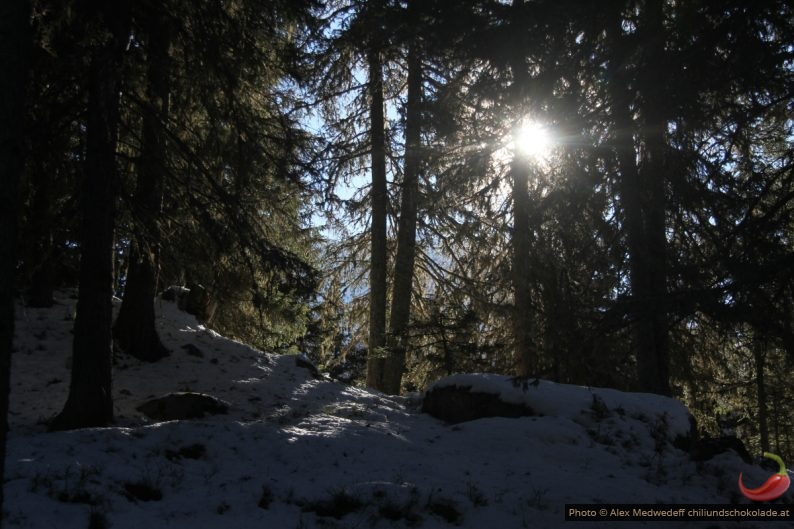 Wintersonne hinter Bäumen