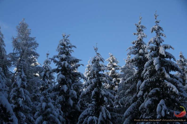 Schneebedeckte Baumspitzen