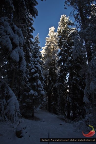 Sonne auf Lärche im Götzner Winterwald