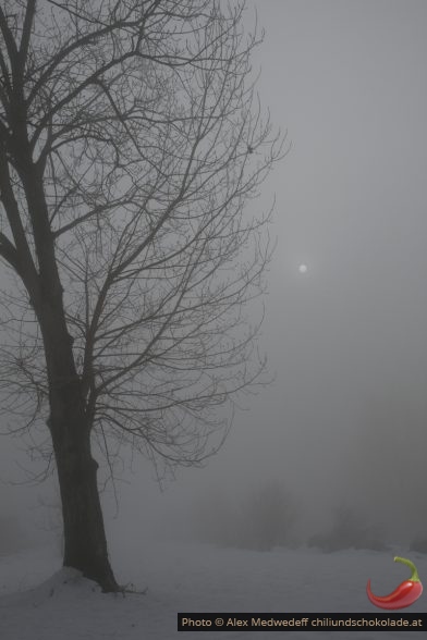 Forêt au bord du Pô prise dans une brume dense.